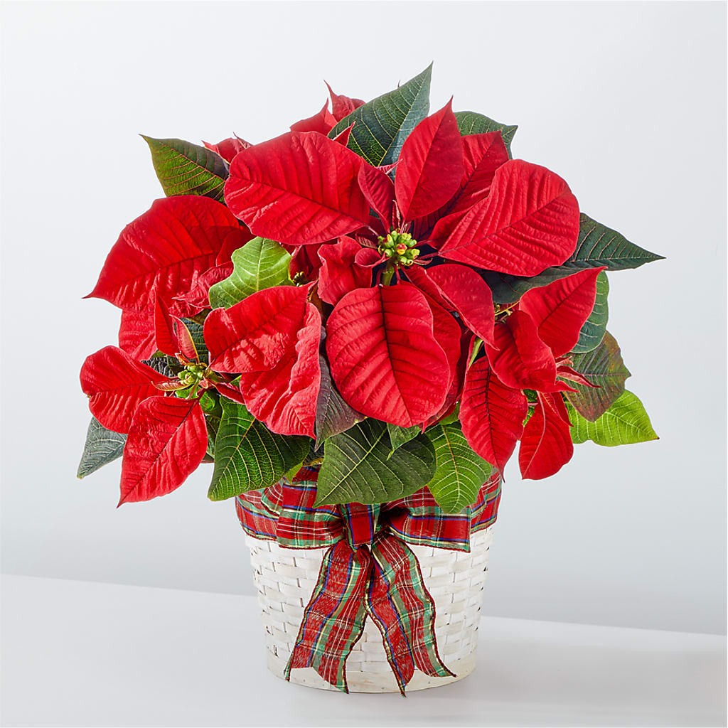 Happiest Holidays Poinsettia – FLORAL CREATIONS & GIFTS, Weslaco TX