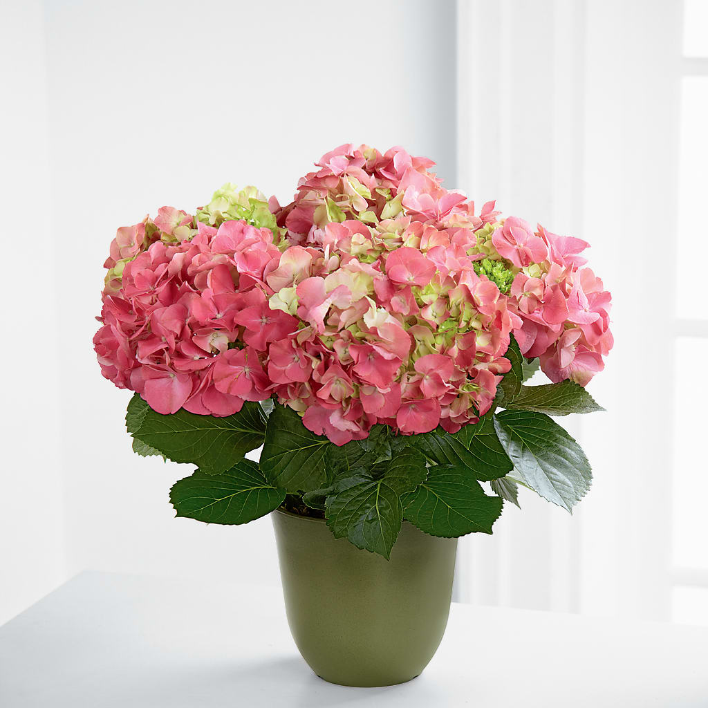 Pink Hydrangea Planter – FLORAL CREATIONS & GIFTS, Weslaco TX
