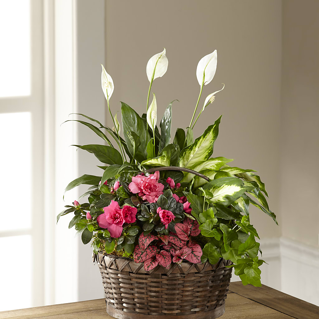 Dream in Pink Dishgarden – FLORAL CREATIONS & GIFTS, Weslaco TX