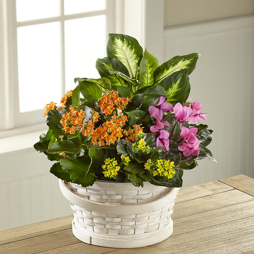 Color Crush Dishgarden – FLORAL CREATIONS & GIFTS, Weslaco TX