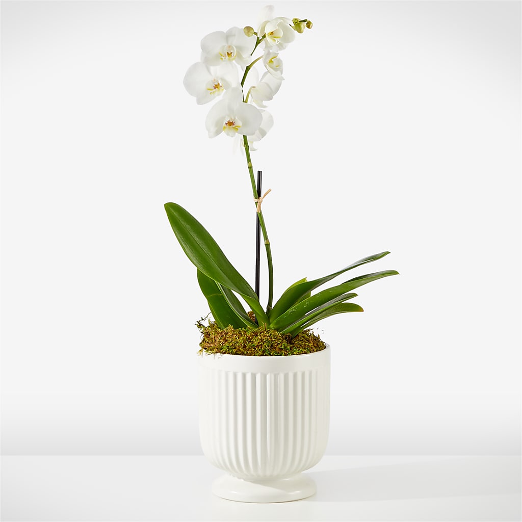 Whispering White Orchid – FLORAL CREATIONS & GIFTS, Weslaco TX