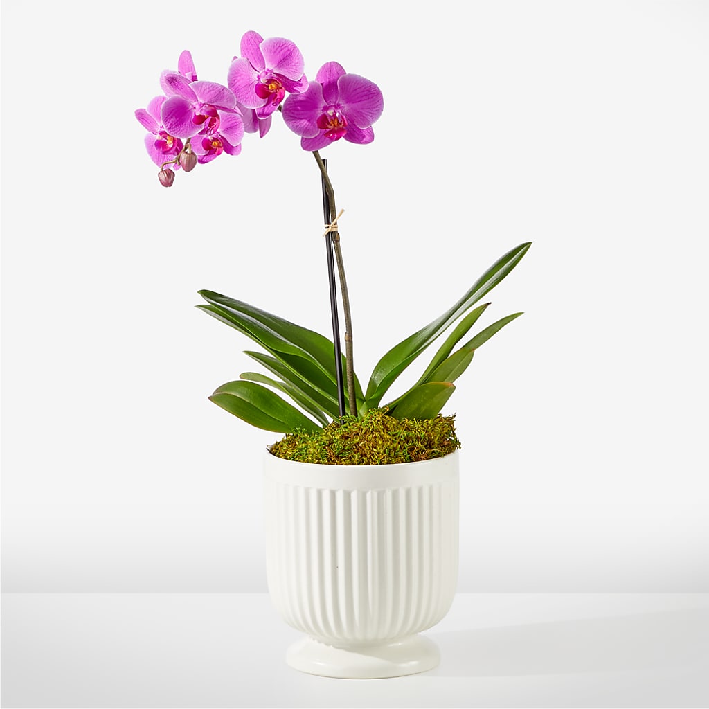 Friendly Fuchsia Orchid – FLORAL CREATIONS & GIFTS, Weslaco TX