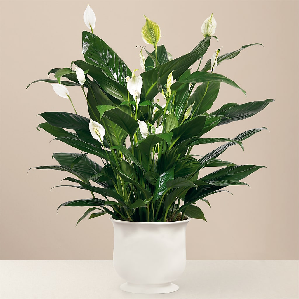 Comfort Planter – FLORAL CREATIONS & GIFTS, Weslaco TX