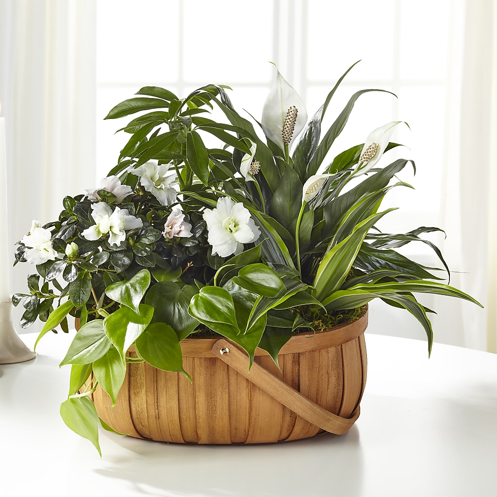 Serene Dishgarden – FLORAL CREATIONS & GIFTS, Weslaco TX