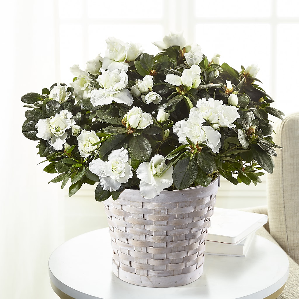 White Azalea Plant – FLORAL CREATIONS & GIFTS, Weslaco TX