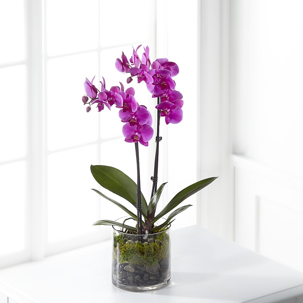Pink Orchid Plant – FLORAL CREATIONS & GIFTS, Weslaco TX