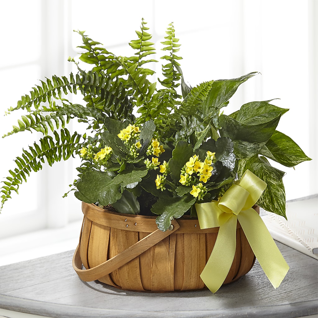 Always Dear Dishgarden – FLORAL CREATIONS & GIFTS, Weslaco TX