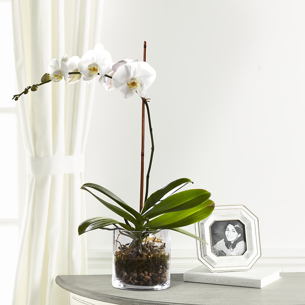 White Orchid Planter – FLORAL CREATIONS & GIFTS, Weslaco TX