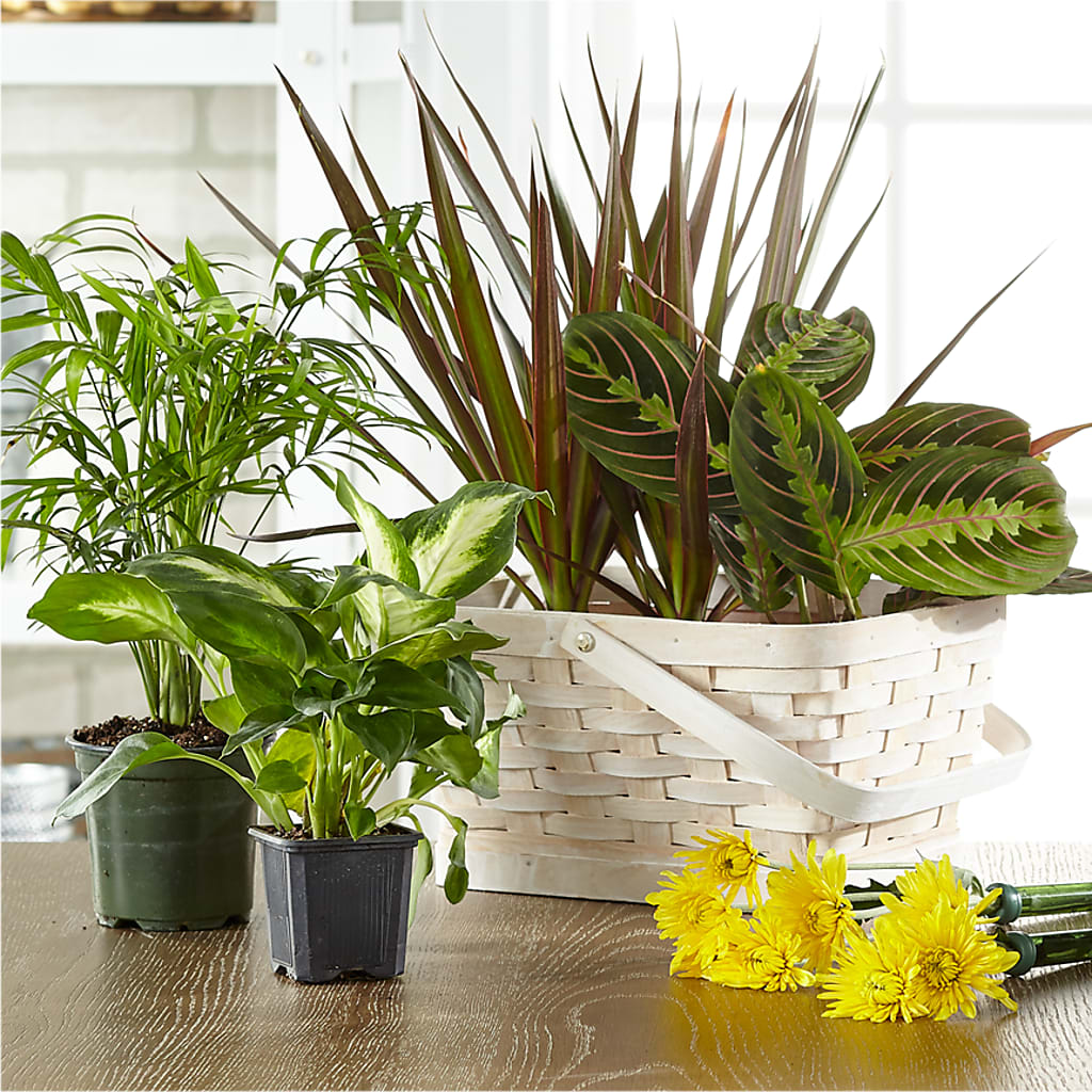 Florist Designed Blooming and Green Plants in a Basket – FLORAL CREATIONS & GIFTS, Weslaco TX