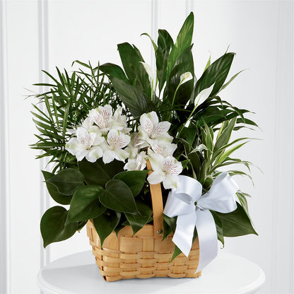 Peace & Serenity Dishgarden – FLORAL CREATIONS & GIFTS, Weslaco TX