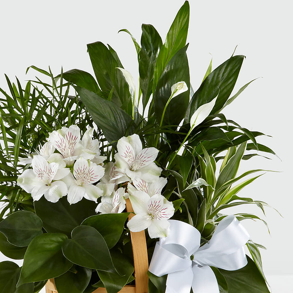 Peace & Serenity Dishgarden – FLORAL CREATIONS & GIFTS, Weslaco TX