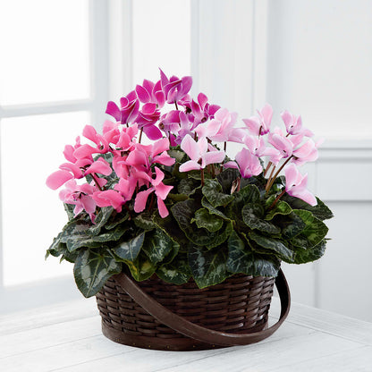 Mixed Cyclamen Planter – FLORAL CREATIONS & GIFTS, Weslaco TX
