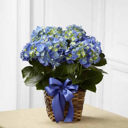 Blue Hydrangea Planter – FLORAL CREATIONS & GIFTS, Weslaco TX