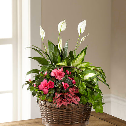 Dream in Pink Dishgarden – FLORAL CREATIONS & GIFTS, Weslaco TX