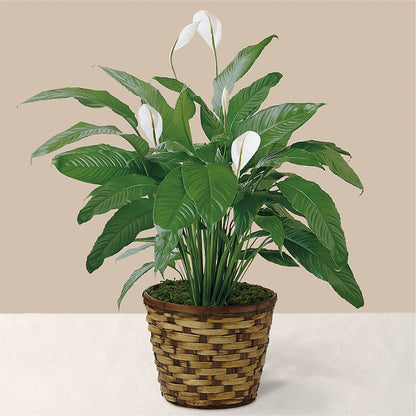 Tranquil Moments Peace Lily Plant – FLORAL CREATIONS & GIFTS, Weslaco TX