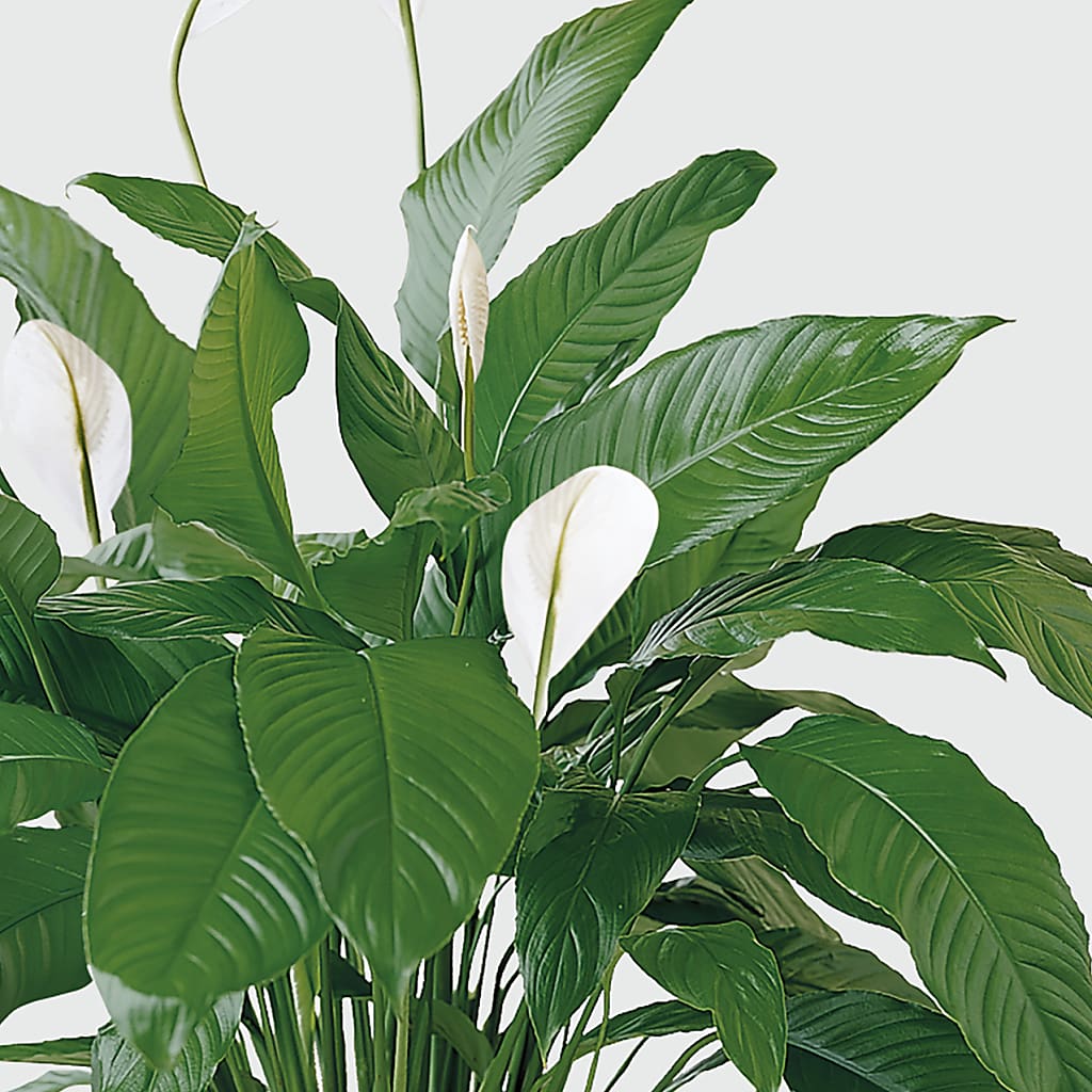 Tranquil Moments Peace Lily Plant – FLORAL CREATIONS & GIFTS, Weslaco TX