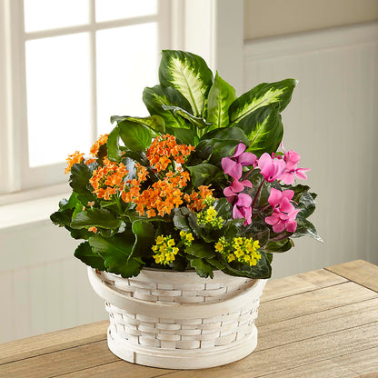 Color Crush Dishgarden – FLORAL CREATIONS & GIFTS, Weslaco TX