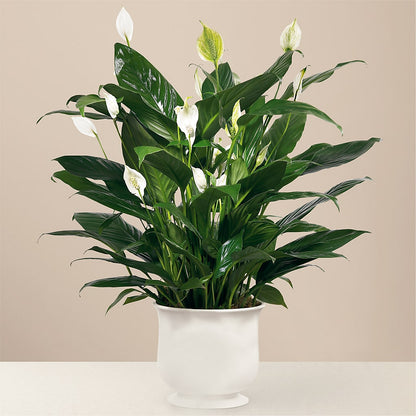 Comfort Planter – FLORAL CREATIONS & GIFTS, Weslaco TX