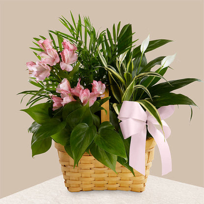 Living Spirit Dishgarden – FLORAL CREATIONS & GIFTS, Weslaco TX