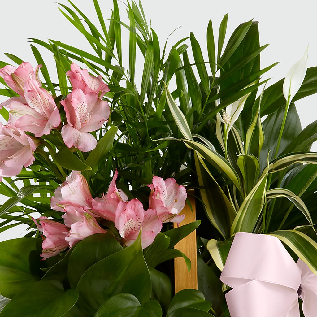 Living Spirit Dishgarden – FLORAL CREATIONS & GIFTS, Weslaco TX