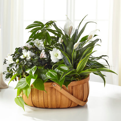 Serene Dishgarden – FLORAL CREATIONS & GIFTS, Weslaco TX
