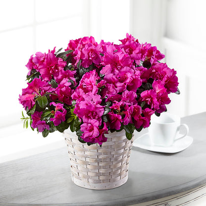 Hope & Serenity Azalea Plant – FLORAL CREATIONS & GIFTS, Weslaco TX