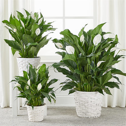 A New Leaf Peace Lily – FLORAL CREATIONS & GIFTS, Weslaco TX