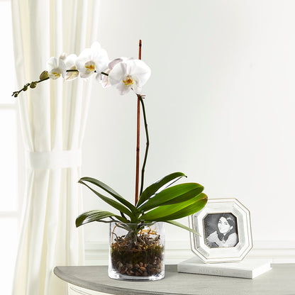 White Orchid Planter – FLORAL CREATIONS & GIFTS, Weslaco TX